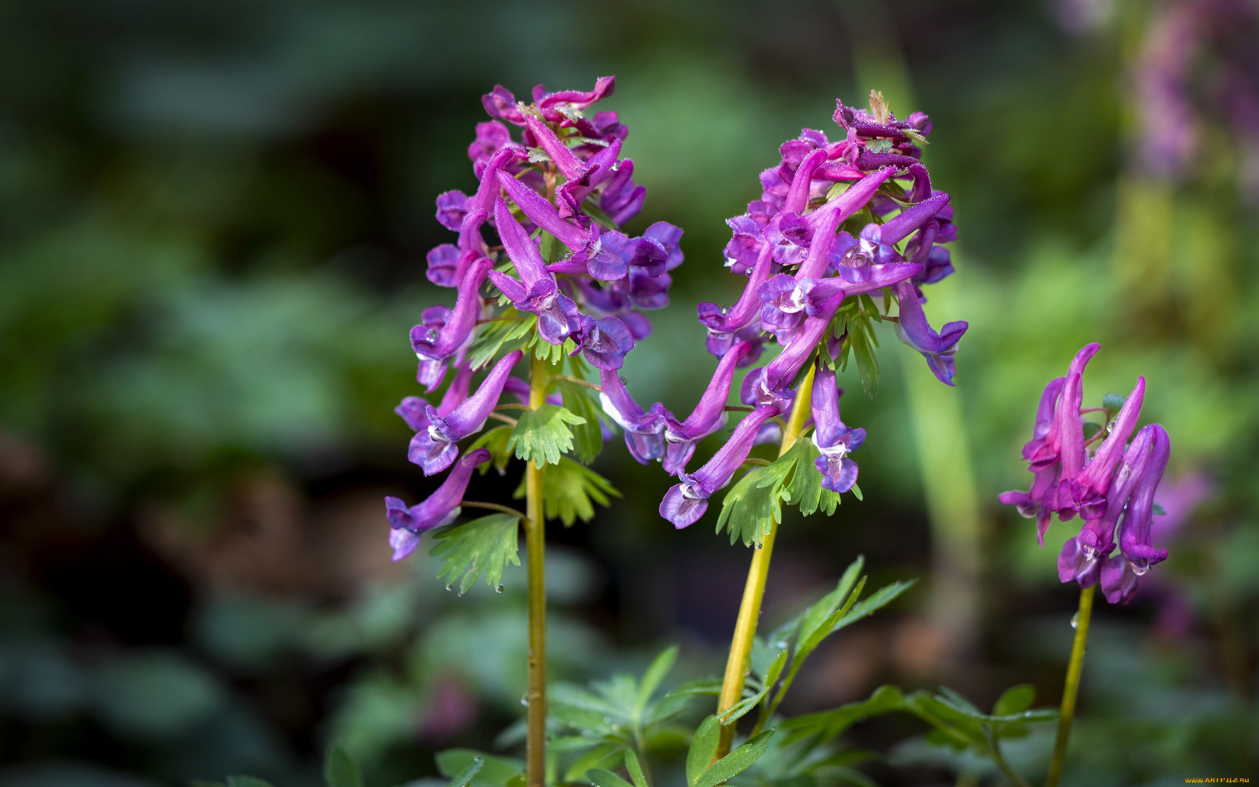 corydalis, , ,  , ,  